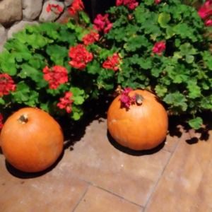 Meet your Posher, Barbara